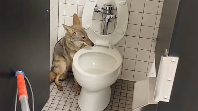 Video parāda, ka Kalifornijas vidusskolā no vannas istabas stenda izņemts koijots