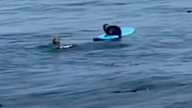 ویڈیو میں دکھایا گیا ہے کہ حاملہ سمندری اوٹر سرف بورڈ چوری کر رہا ہے اور جب وہ اسے واپس لڑانے کی کوشش کرتا ہے تو مالک پر گرجتا ہے