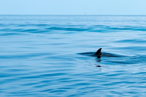   plavut morskega psa v vodi
