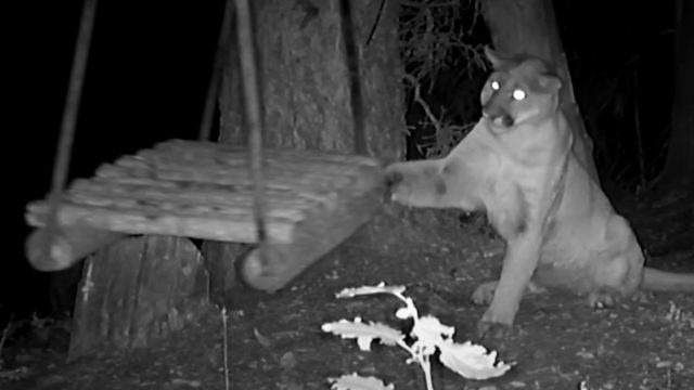 Видео показва как планинският лъв се превръща в 'коте', след като открива люлка на дърво
