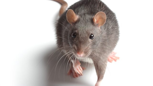 Više od 1500 Amerikanaca ostalo je bez struje zbog jednog dosadnog štakora 'koji se infiltrirao u komad opreme'
