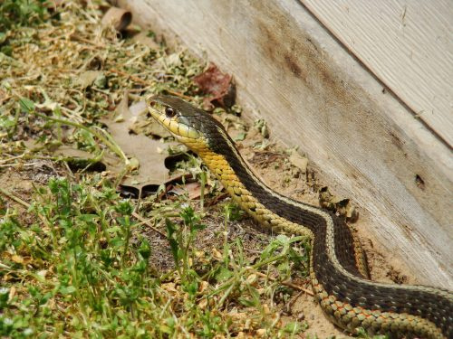   Had sediaci v tráve na dvore alebo na trávniku