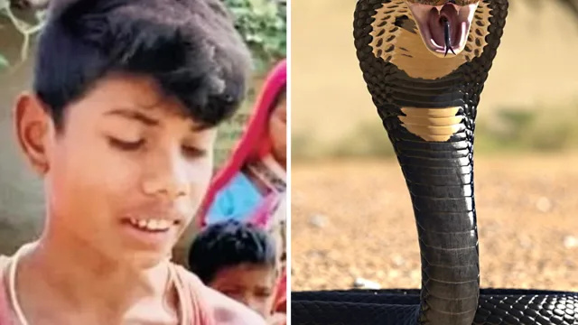 Osemletni deček do smrti ugriznil kobro, potem ko se mu je ovila okoli roke