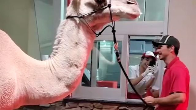 Videoposnetek prikazuje moškega, ki pelje kamelo v Las Vegas na pomfrit