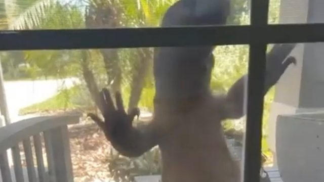Vaizdo įraše rodoma milžiniška „Godzilla“ drieža, lipanti į Floridos namų langą
