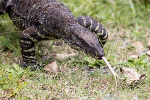   Lace Monitor Lizard ga utripa's tongue
