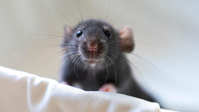 Saintis Berjaya Memindahkan Sel Otak Manusia Ke Dalam Bayi Tikus. Kini Saintis Lain Takut Mencipta Super Tikus