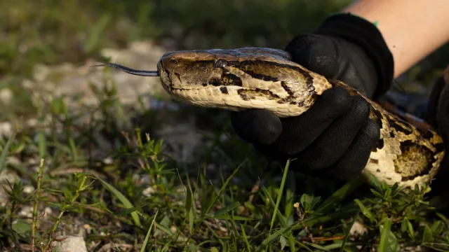 Florida Teen voitti 10 000 dollarin palkinnon saatuaan 28 invasiivista burmalaista pythonia