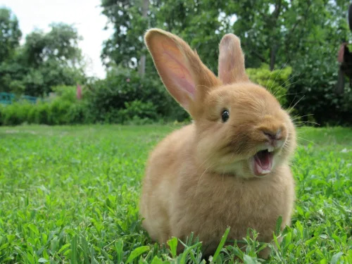   Conill vermell badall