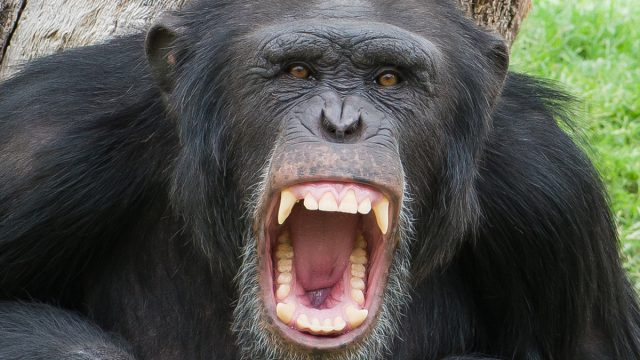 חושבים שתוכלו לנצח בקרב עם שימפנזה? זה אמריקאים רבים אומרים כן.