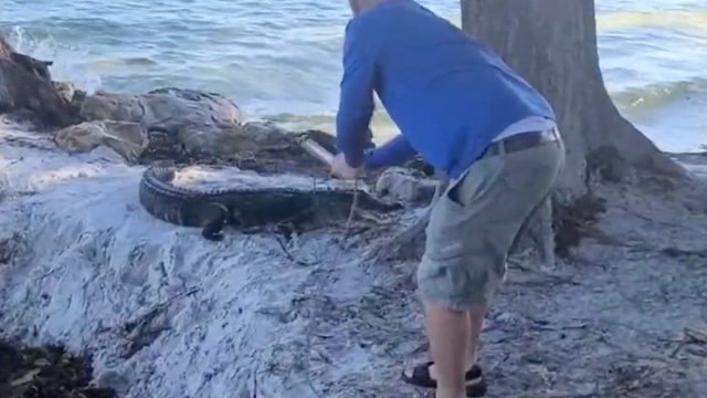 Video prikazuje čovjeka kako pomoću užeta spašava ozlijeđenog aligatora