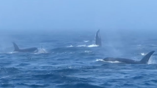 הסרטון מציג שני לווייתנים גבנון נאבקים באומץ עם 15 לווייתנים קטלניים