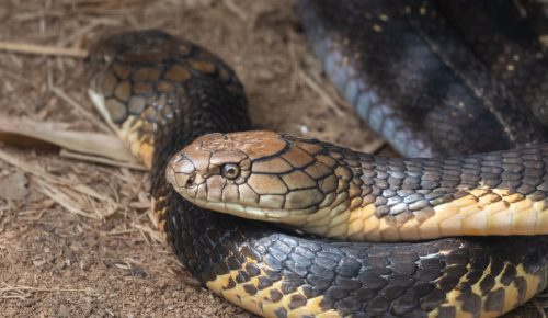   Краљевска кобра (Опхиопхагус ханнах), позната и као хамадријада, је врста змије отровнице из породице Елапидае, ендемична за шуме од Индије до југоисточне Азије.