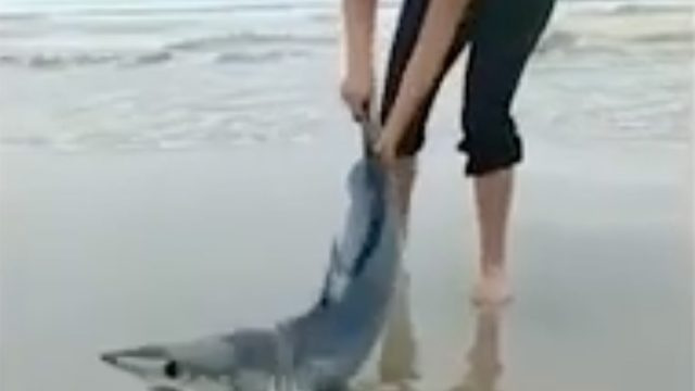 ویڈیو میں ساحل پر پھنسے ہوئے دنیا کی تیز ترین شارک کو دکھایا گیا ہے جسے 'خوف زدہ' ہیروز نے بچایا ہے۔
