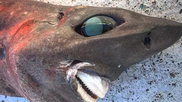 Ta čudaški morski pes šokira ribiča, je 'stvar nočnih mor'
