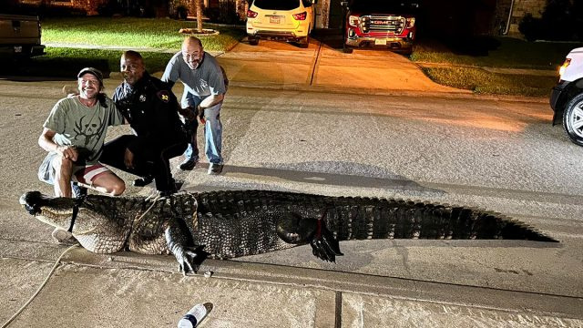 Video näyttää 10-jalkaisella alligaattorilla 'hyvää aikaa' Neighborhood Roadilla