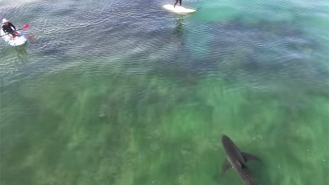 Video muestra a un enorme tiburón rodeando a dos personas que practican paddle surf y dividiéndolas en preparación para el ataque