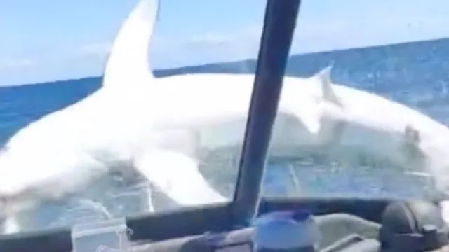 विशाल शार्क मछली पकड़ने वाली नाव पर कूद जाती है। 'यह चारों ओर कूद रहा था।' 'बोनर्स!'