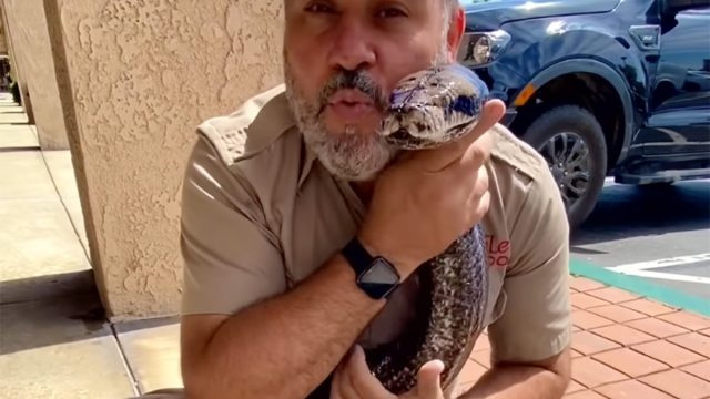 วิดีโอแสดงพ่อพันธุ์แม่พันธุ์งูกอดงูหลามยักษ์เรียกมันว่า 'เพื่อนที่น่าตื่นตาตื่นใจ' ผู้ชมตกตะลึง