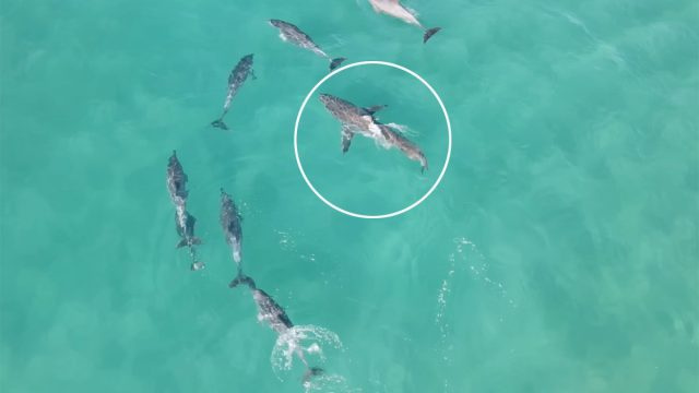 Video redzams, kā dusmīgi delfīni dzenā balto haizivi no populārās pludmales