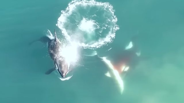 Video näyttää orkat tappavan ja syövän valkohaita ensimmäistä kertaa