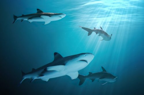   cuatro tiburones nadando bajo el agua