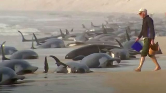 Vaizdo įraše parodyta, kaip per dvi dienas paplūdimyje paslaptingai nusiplauna daugiau nei 200 banginių