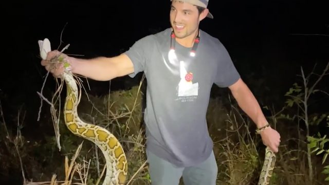 วิดีโอแสดงชายจับงูหลามยักษ์หลังจากที่มนุษย์คว้างูหลาม