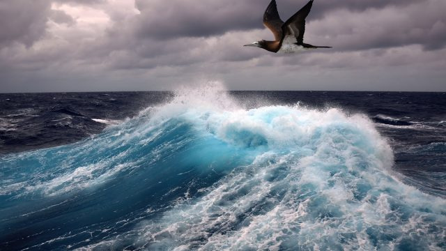 Tikroji priežastis, kodėl jūros paukščiai išgyvena taifūnus įskrisdami į juos