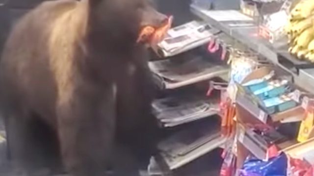 Video prikazuje velikega medveda, ki krade sladkarije iz trgovine 7-Eleven