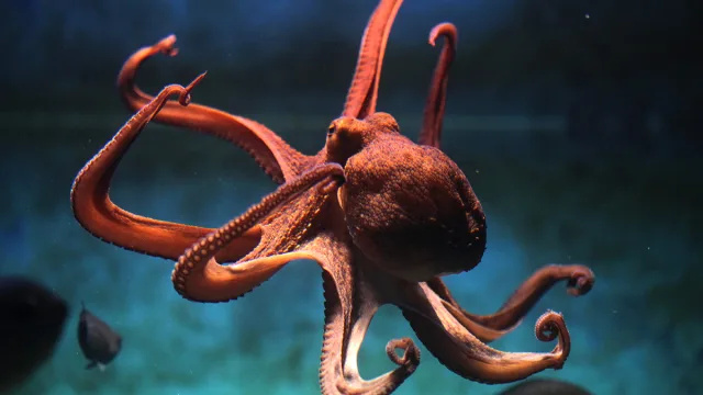 Videoposnetek prikazuje hobotnice, ki mečejo lupine druga v drugo, ko pobesnijo