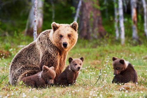   očka medved z mladiči