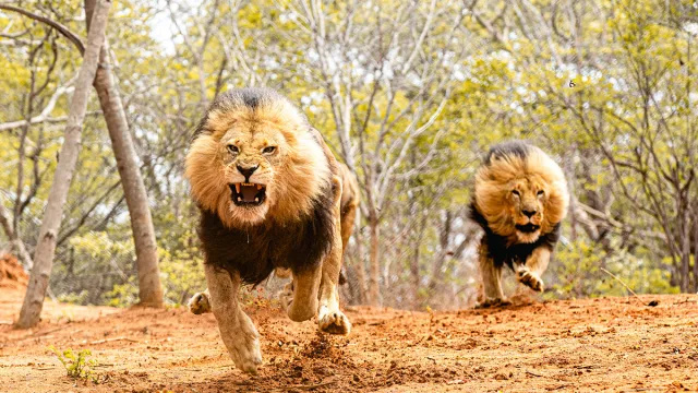 „Излезте от палатката си и бягайте“: Пет лъва избягаха от заграждението в зоологическата градина, докато семействата лагеруват за нощта „Рев и хъркане“