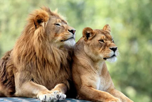   singa dan singa betina mengistirahatkan hewan dalam cinta