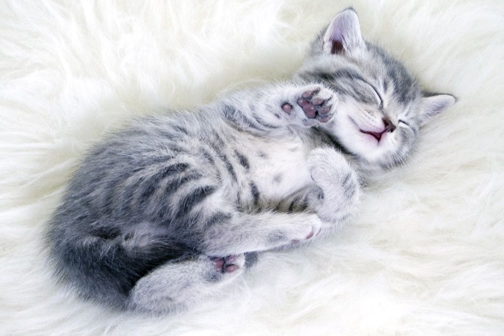 Fai un pisolino di gatto durante il sonno