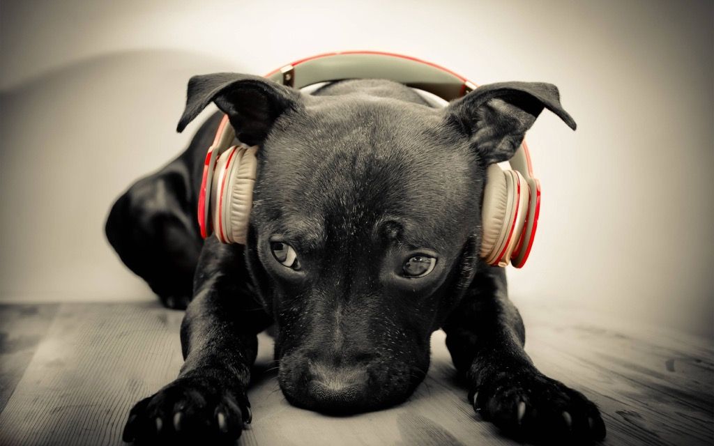 настолни фонове кученце слушалки сладки животни