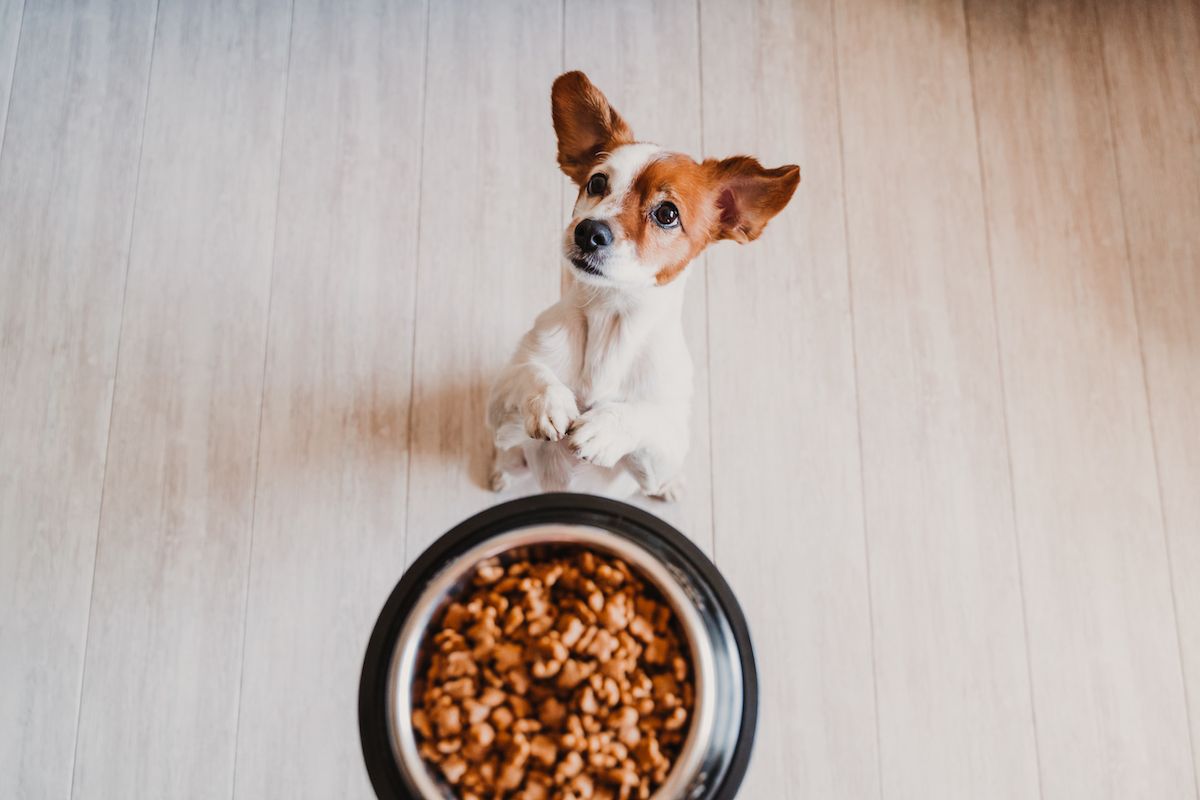 sevimli küçük jack russell köpeği evde bir kapta yemeğini yemeyi bekliyor, yukarıda tutuluyor