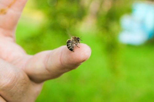 La picadura de abeja afecta el cuerpo