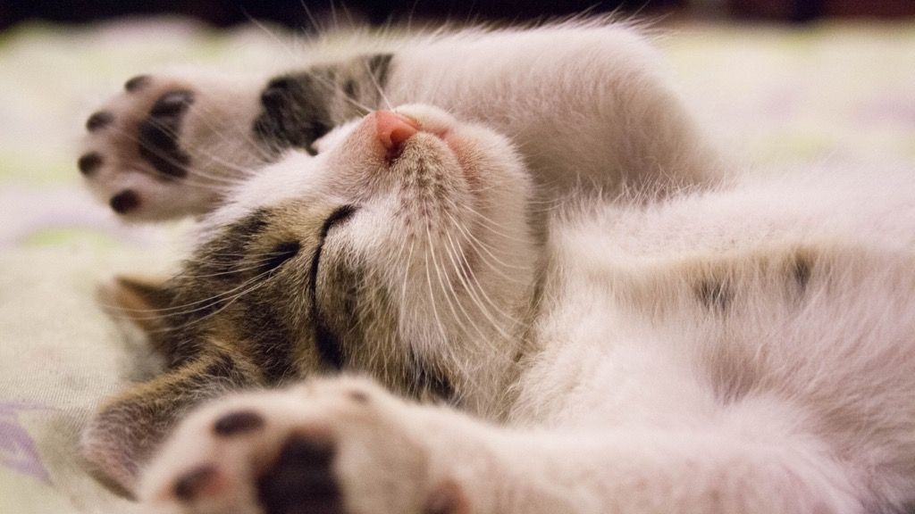 ڈیسک ٹاپ کے پس منظر میں بلیوں کا بچہ پیارے جانور سو رہے ہیں