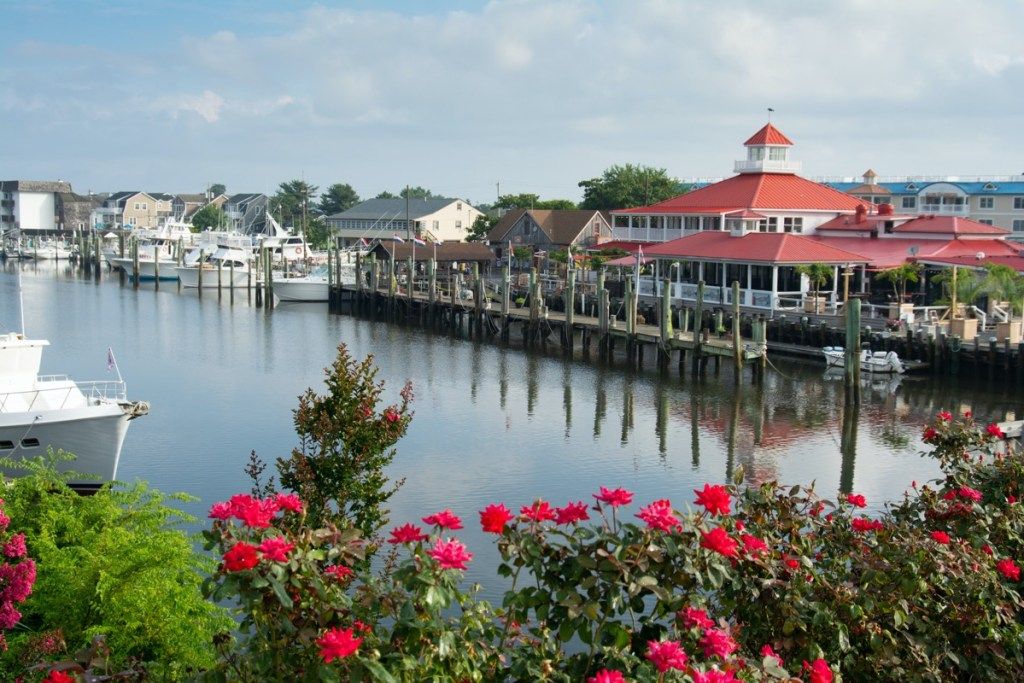 kanal ob pristanišču, restavracija in vrtnice v ospredju v Lewesu v Delawareju