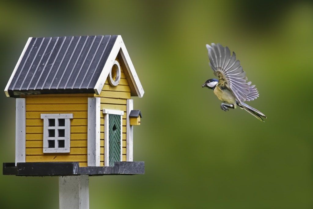 Hábitos de pássaro voando para dentro de uma casa de passarinho vinculados a uma vida mais longa
