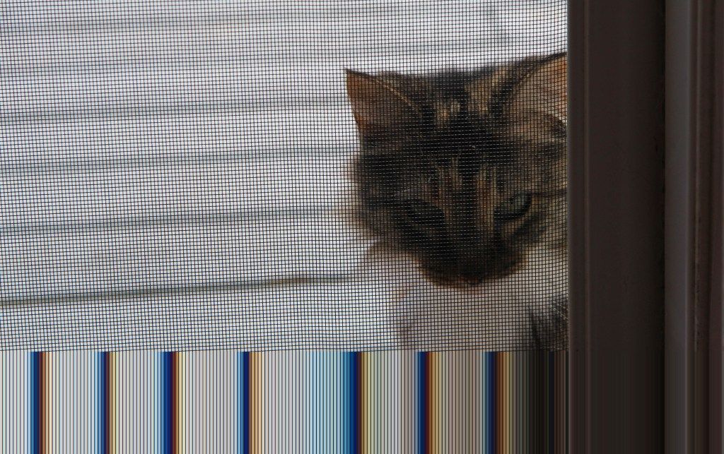 Pisica în ușă