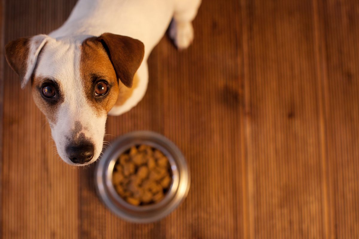 gos marró i blanc que mira cap a la càmera amb un bol de menjar davant seu a terra de fusta