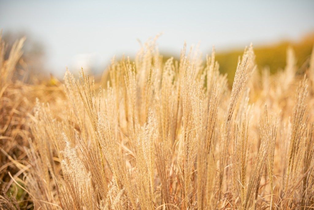pšeničné pole