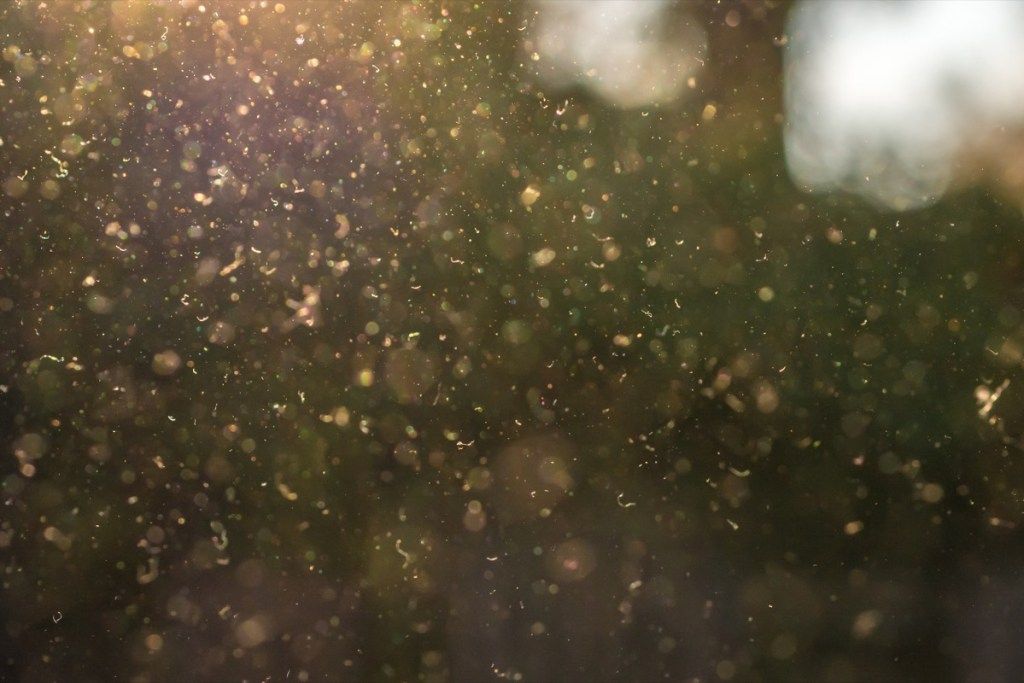 polvo y polen volando por el aire