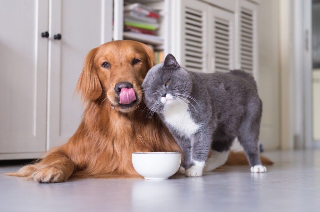 naminių kačių ir šunų glostymas