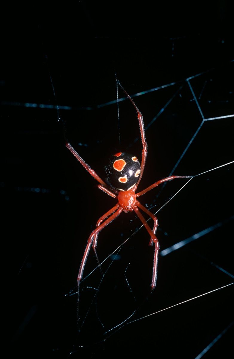 Червена вдовица паяк (Latrodectus bishopi: Theridiidae) женска в мрежата си в прегръдката на ветриловата палма в гората, Флорида, САЩ