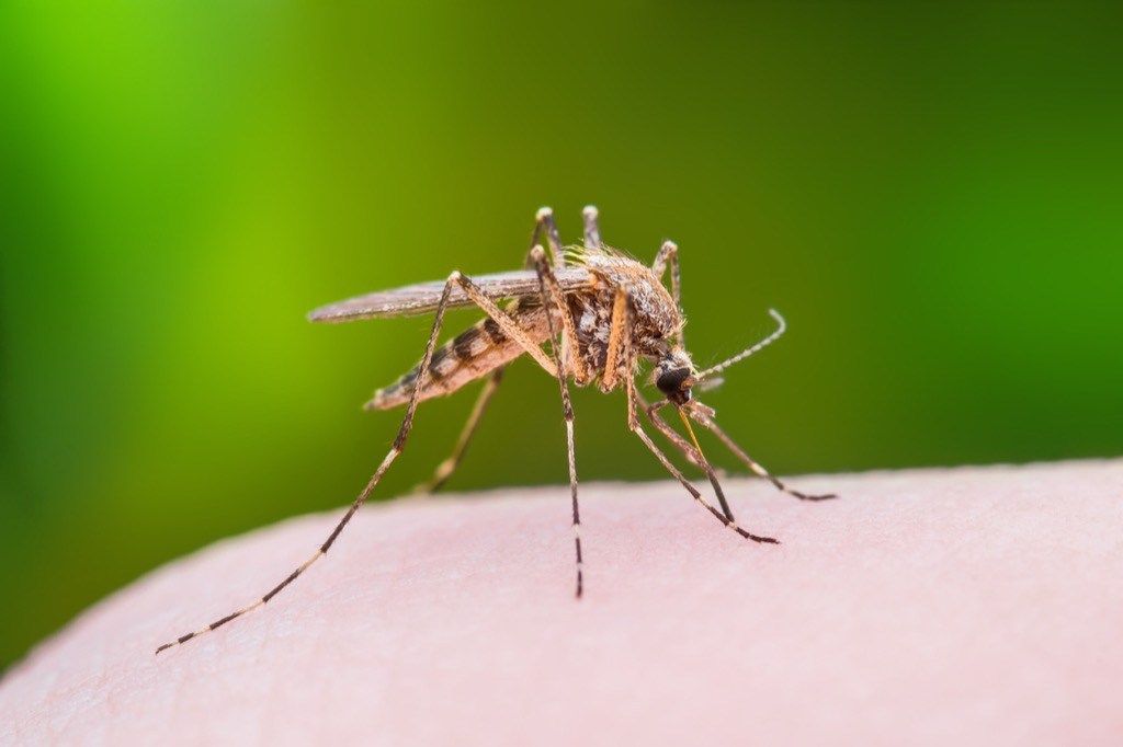Mosquito picadura humana
