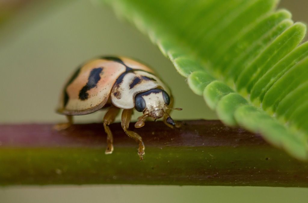 Escarabajo asiático