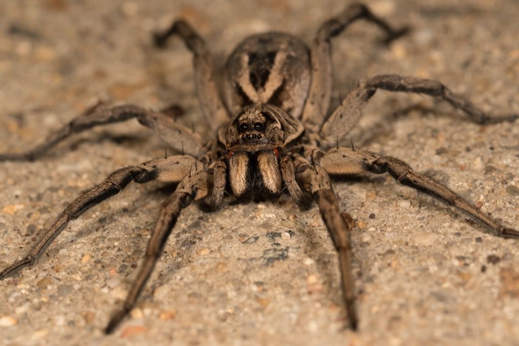 Wolf Spider опасни бъгове в Америка